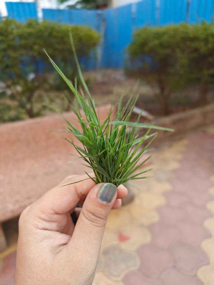 हरी दुब घास 